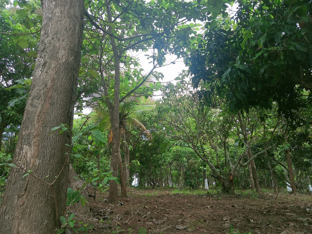 organic farmland near bangalore 5