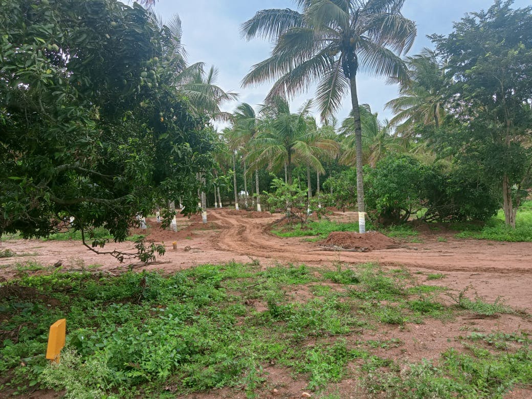 organic farmland near bangalore 4