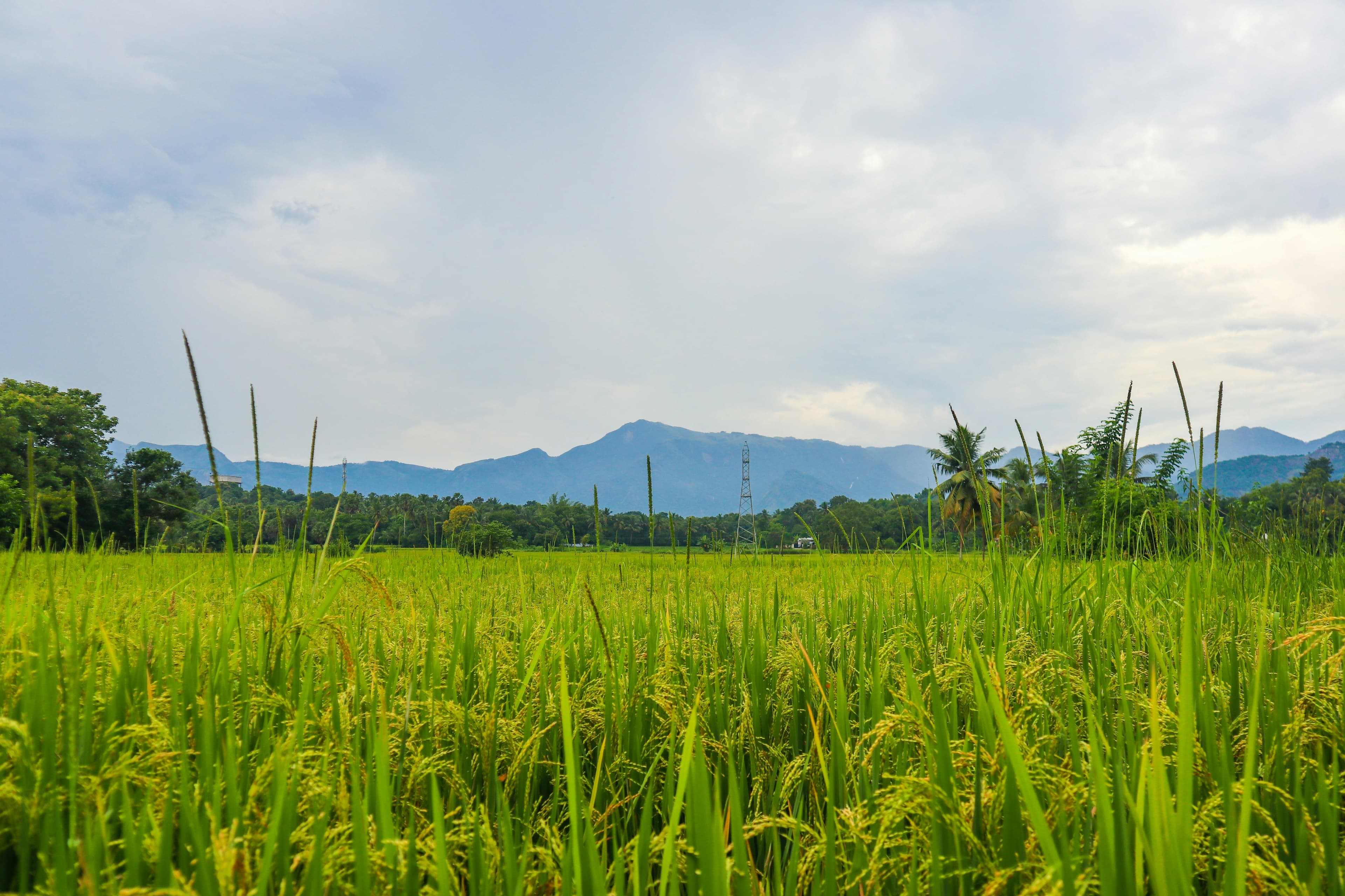 organic farmland near bangalore 1