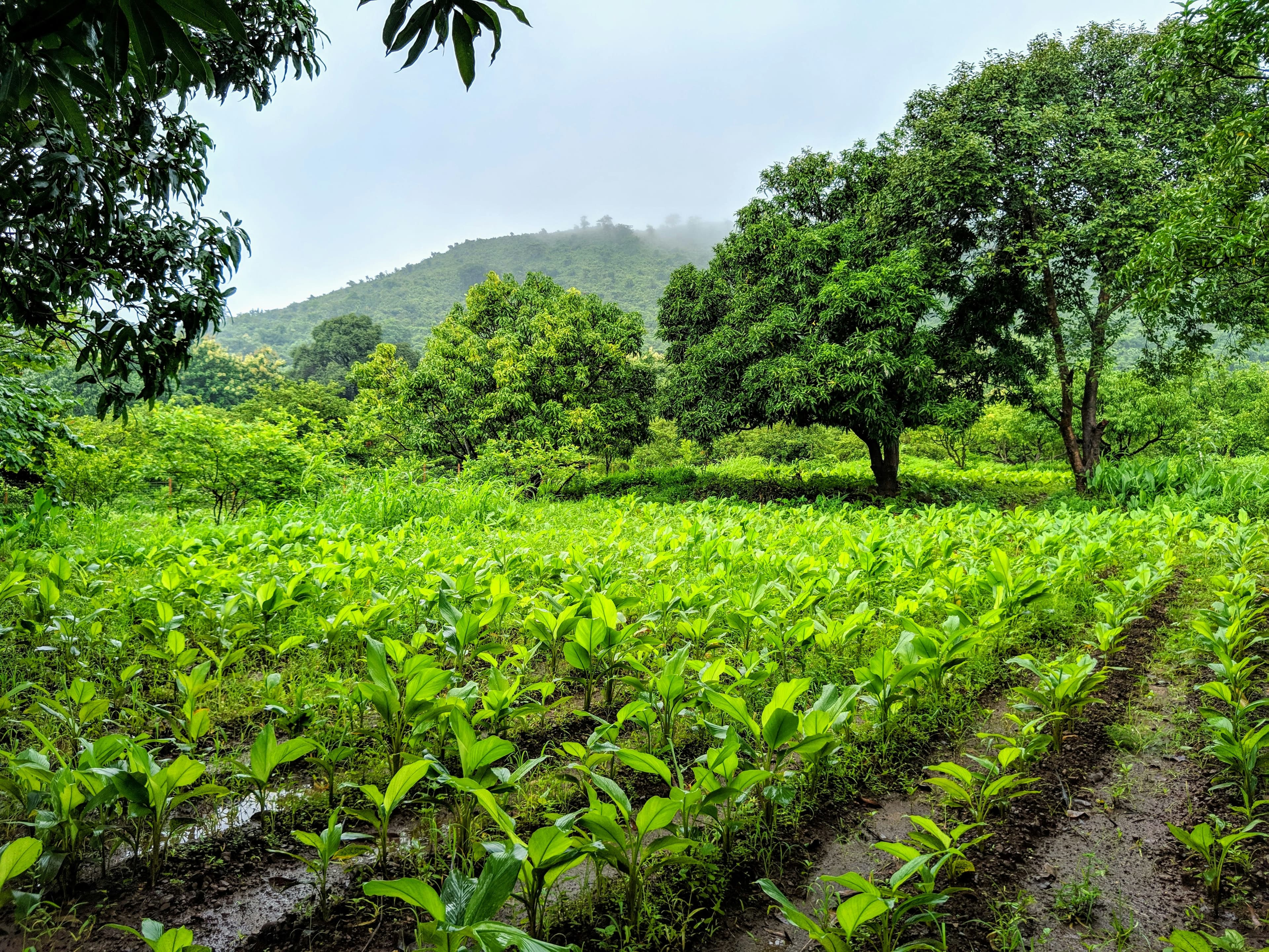 organic farmland near bangalore 2