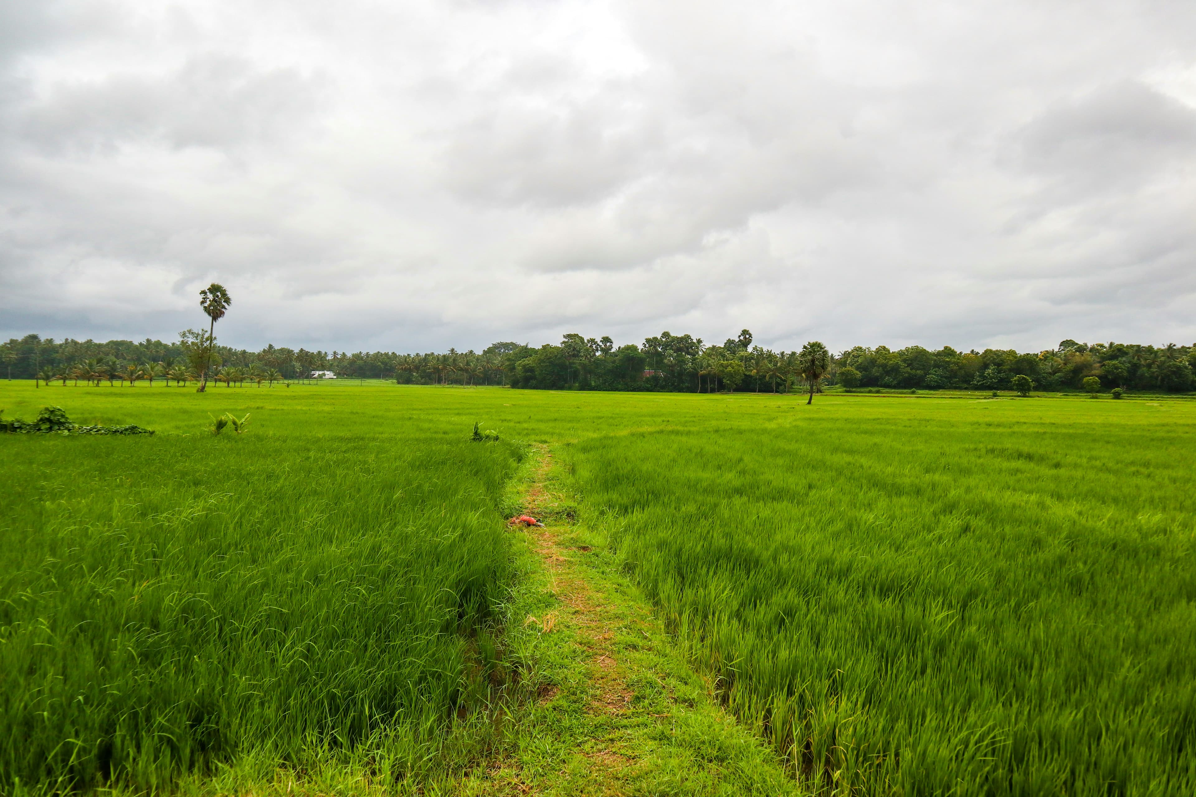 organic farmland near bangalore 4