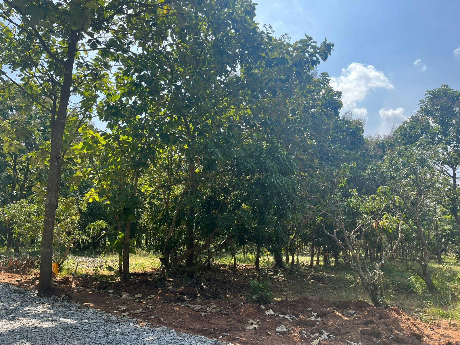 organic farmland near bangalore 2